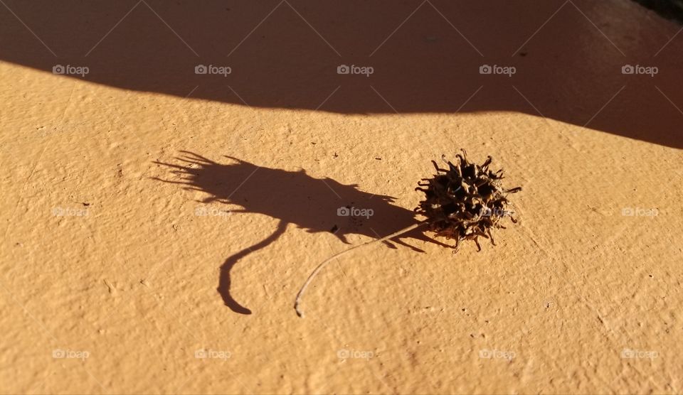 Sycamore Seed Pod and Shadow