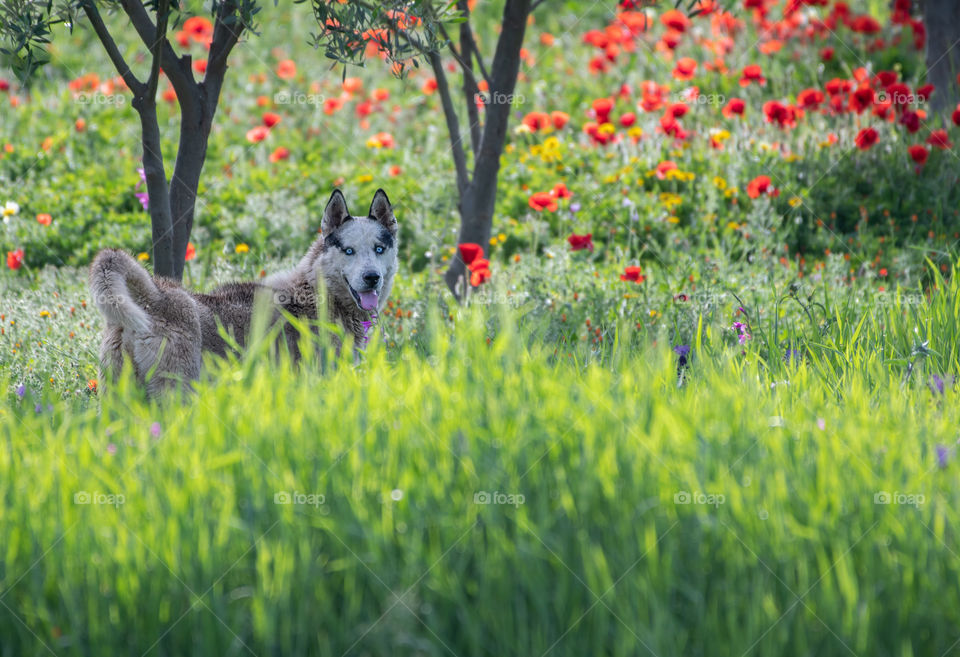 Husky dog ​​playing in the flower field