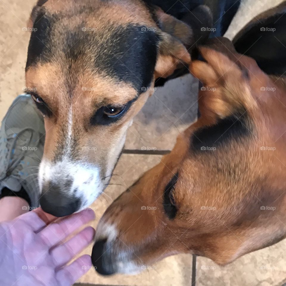 Two beagle Basset Hound mix breed dogs