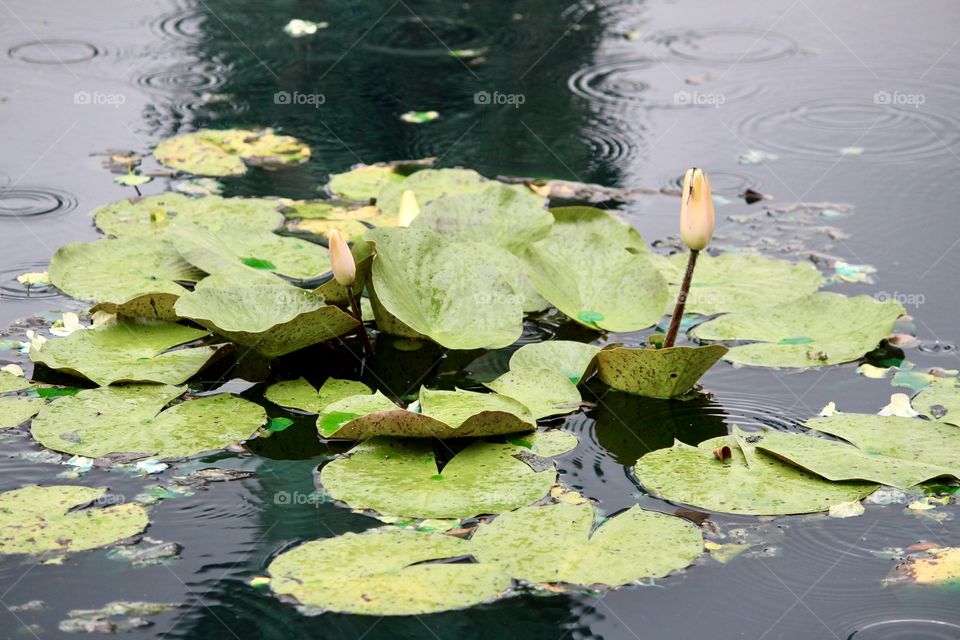 Water Lily in the Rain