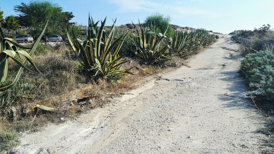 strada con piante grasse