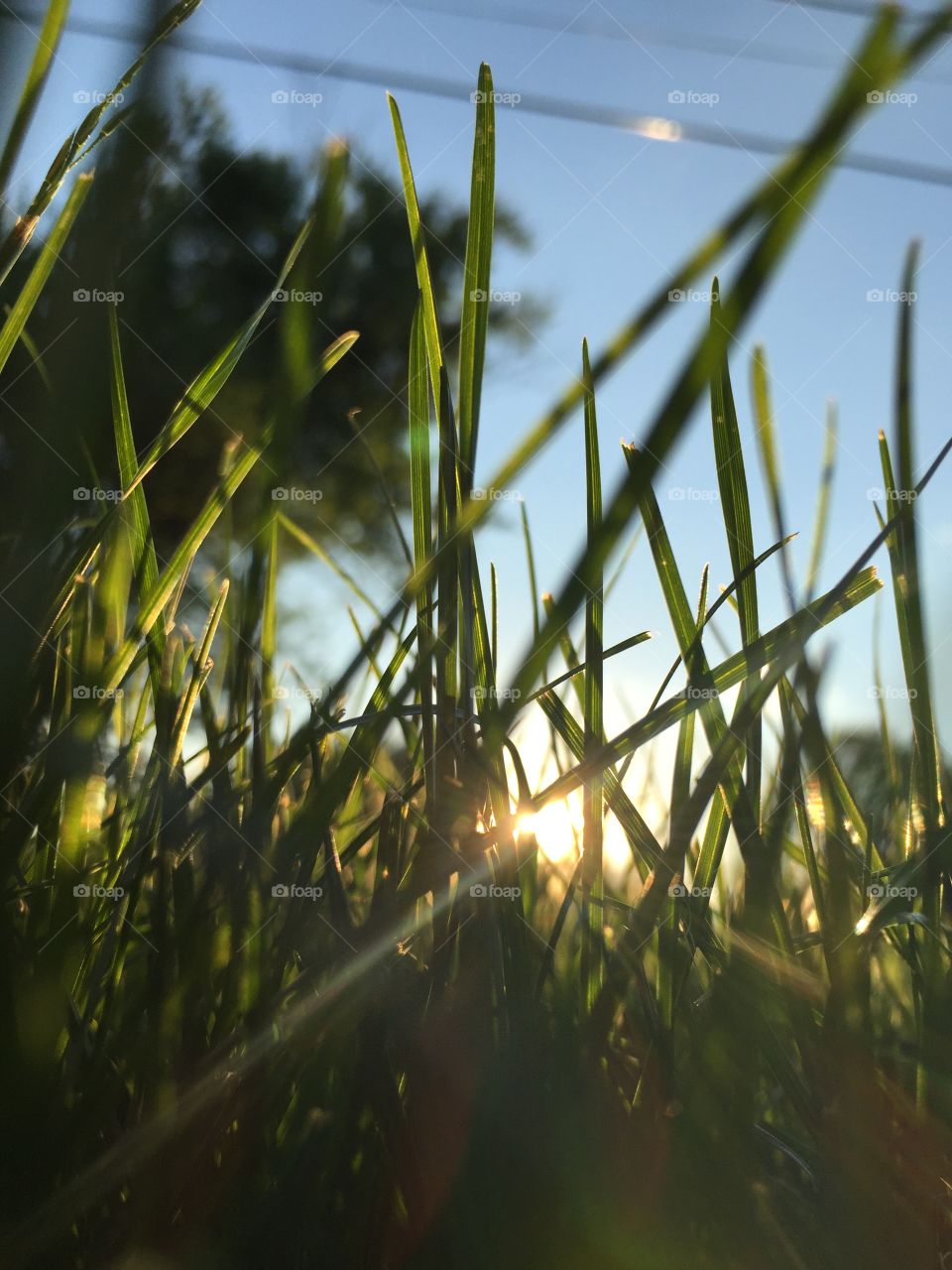 Grass, Dawn, No Person, Sun, Growth
