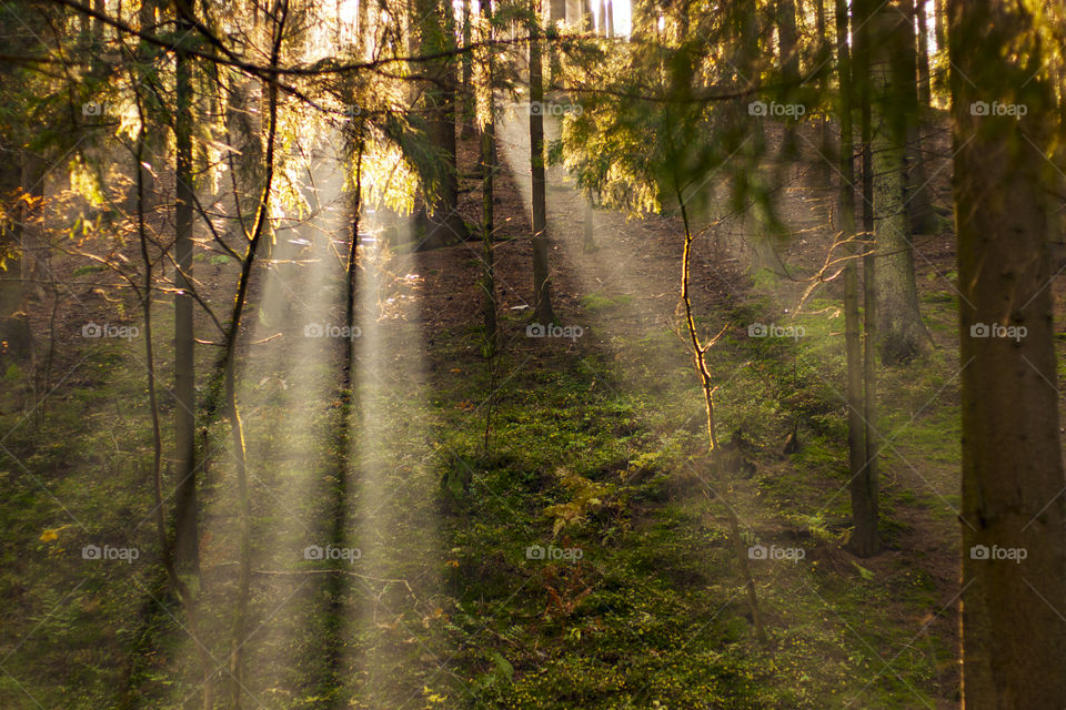 Nature of the forest. Rays through the trees.
