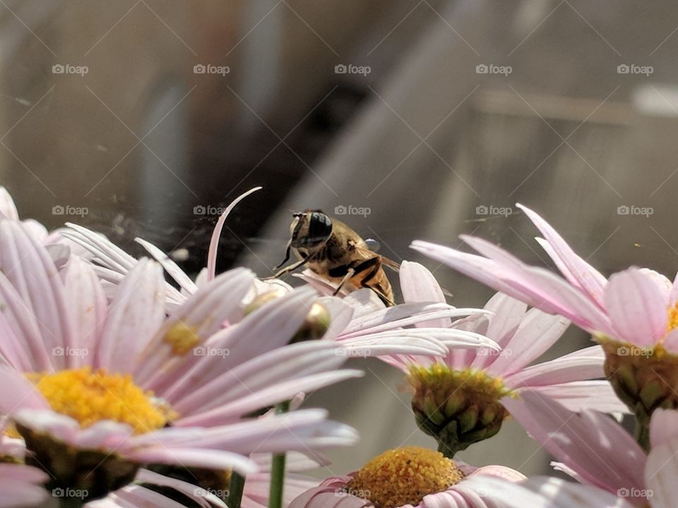 Urban nature at springtime, bee and flowers