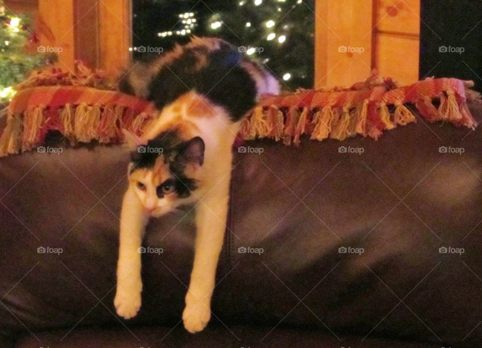 Calico cat on chair