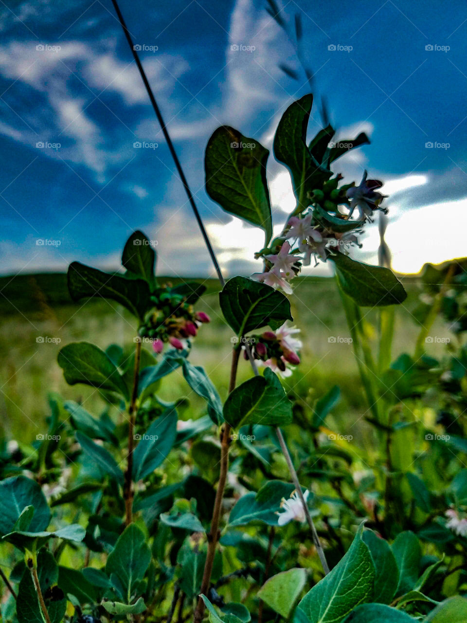Flower Prairie