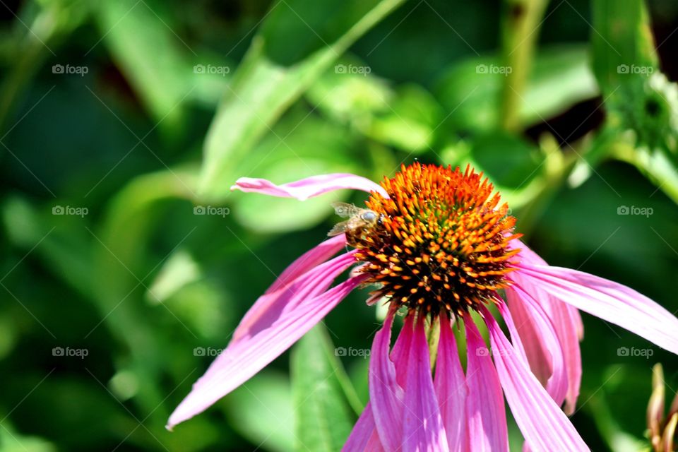 Purple Coneflower with Bee