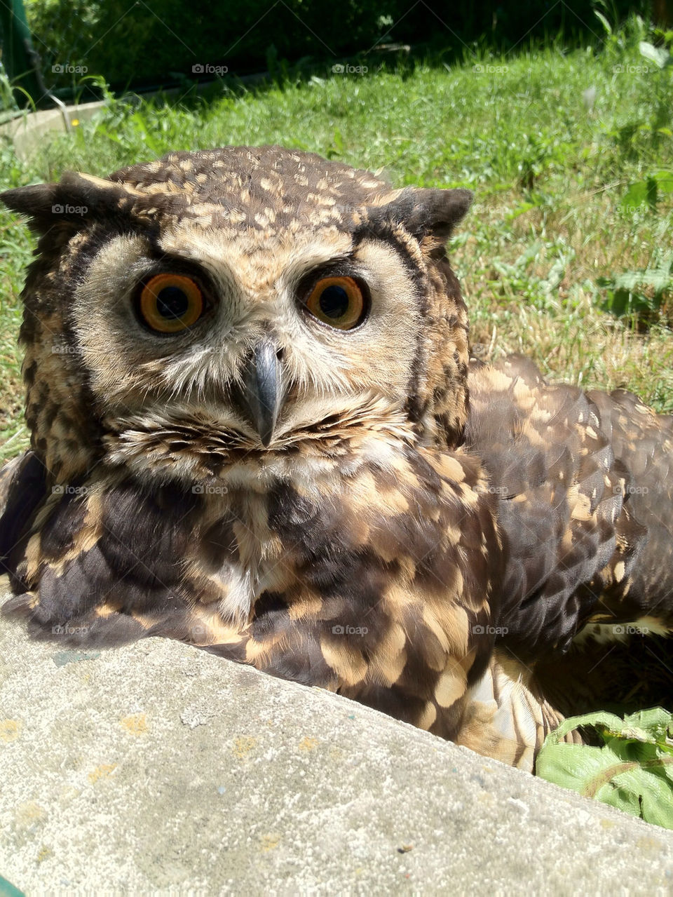 germany owl matjö by matjo
