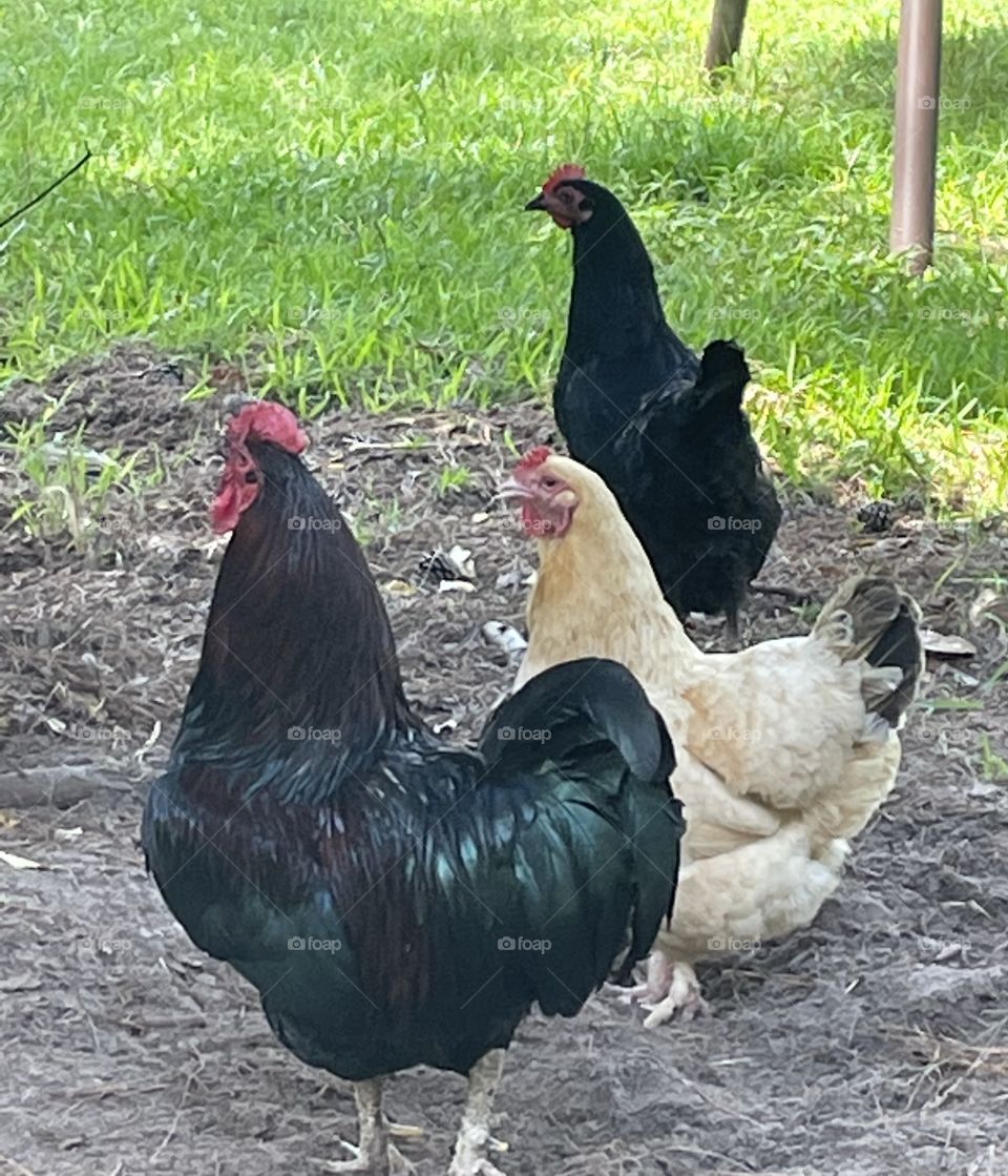 Louisiana free range eggs chicken 