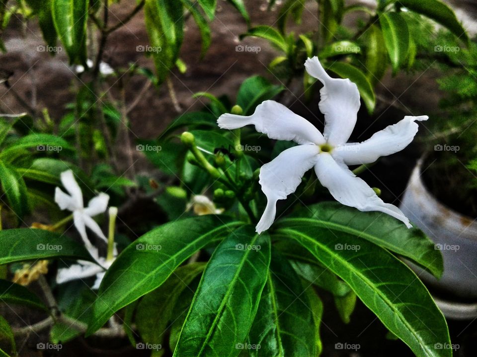 white flower /
green background 😍