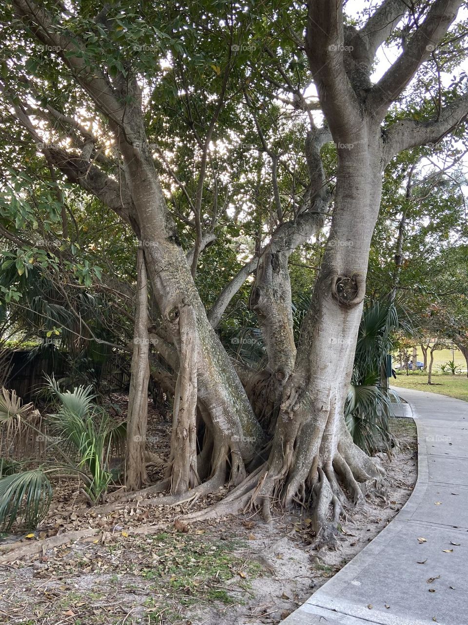 Hiking the trail of trees