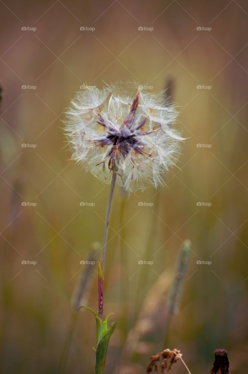 flower gone to seed