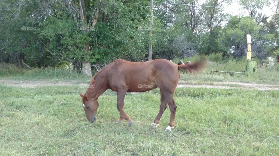 Sorrel Mare on grass