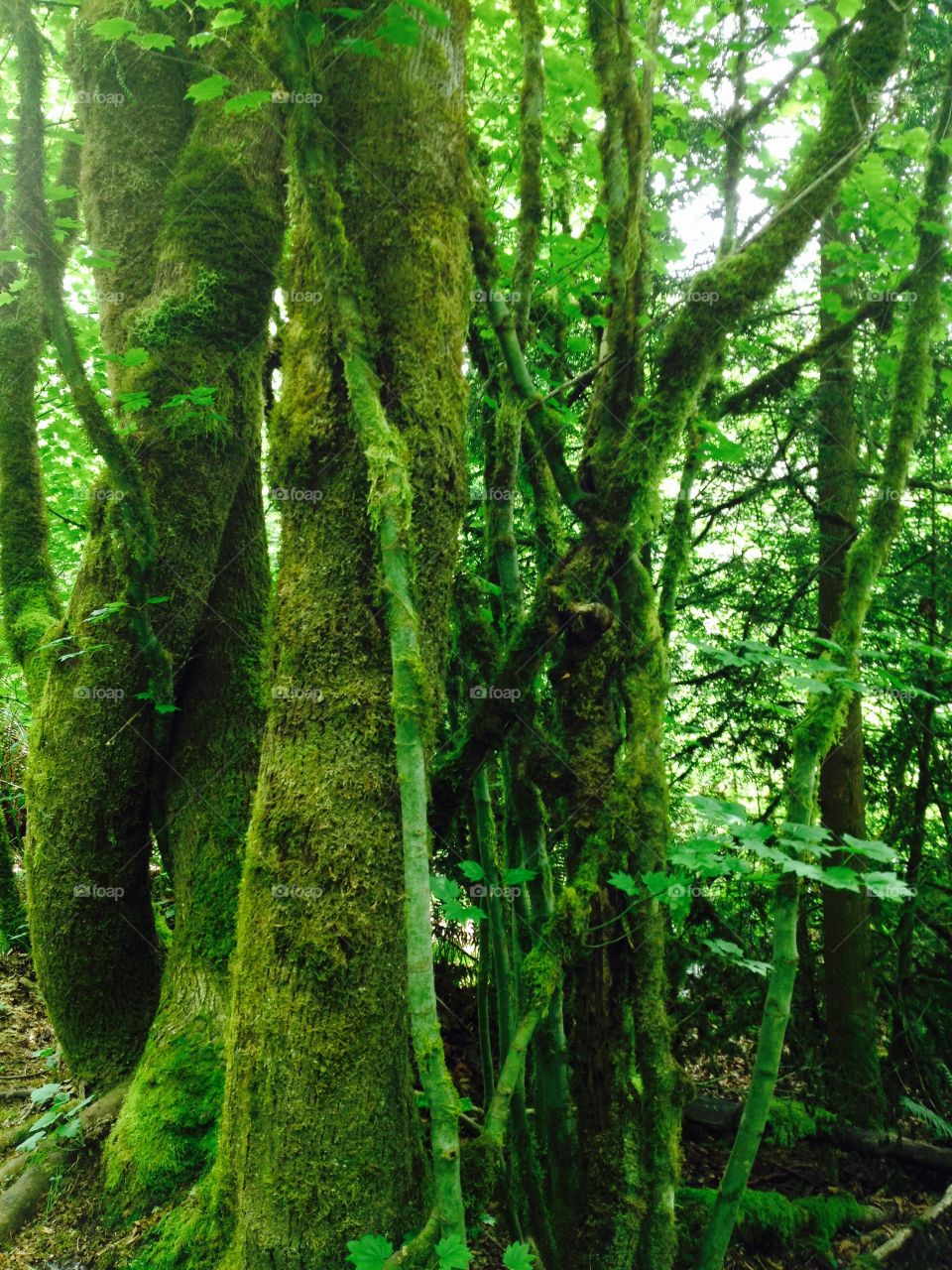 Mossy trees. Mossy trees