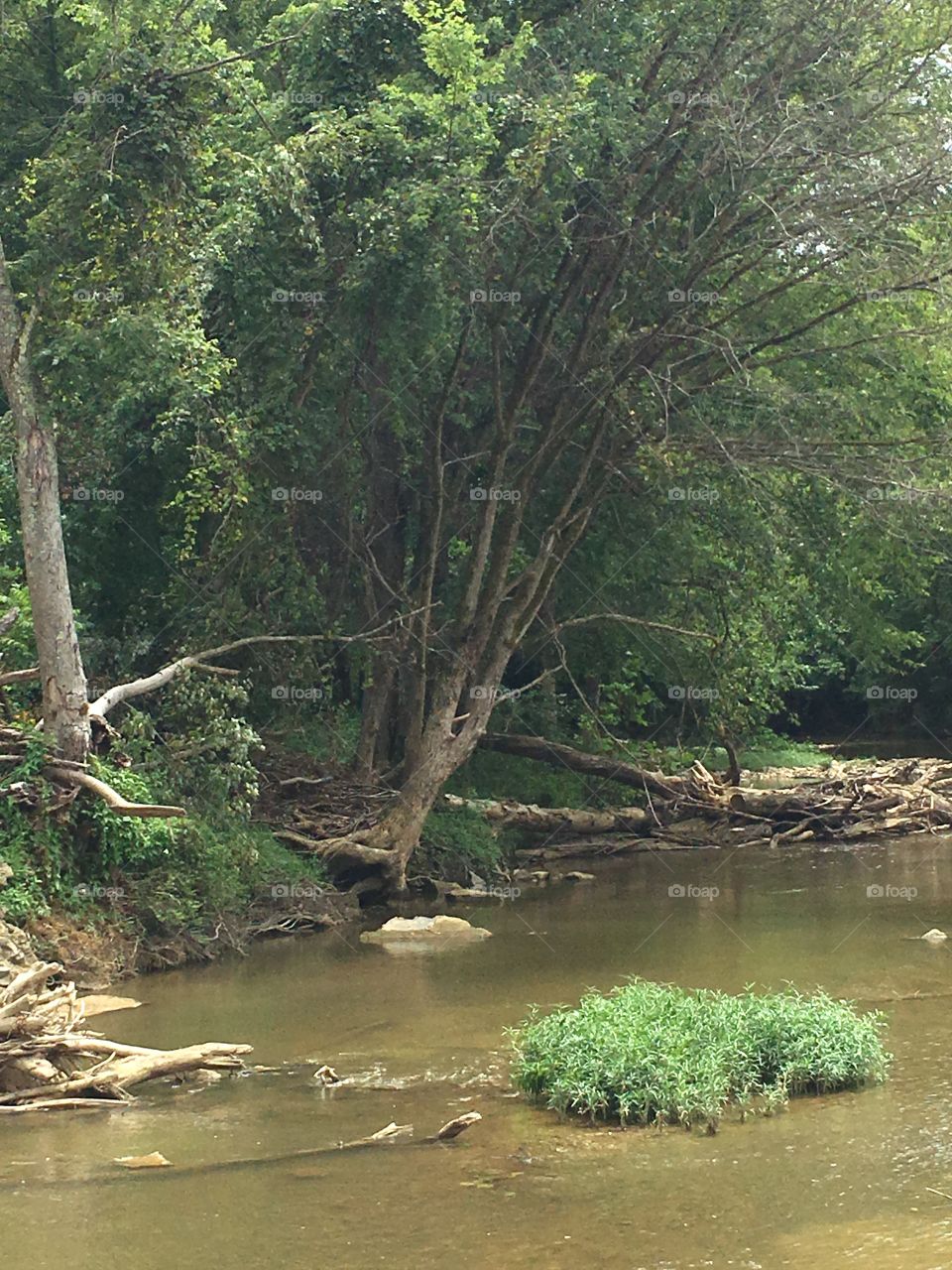Old tree on the creek