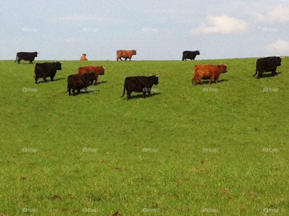 Highland cattles feeding in enclosed pasture land