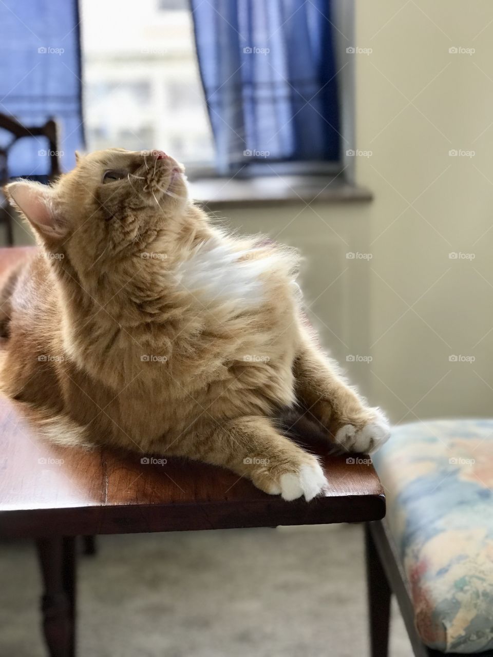 Cute Maine coon cat on a table looking up