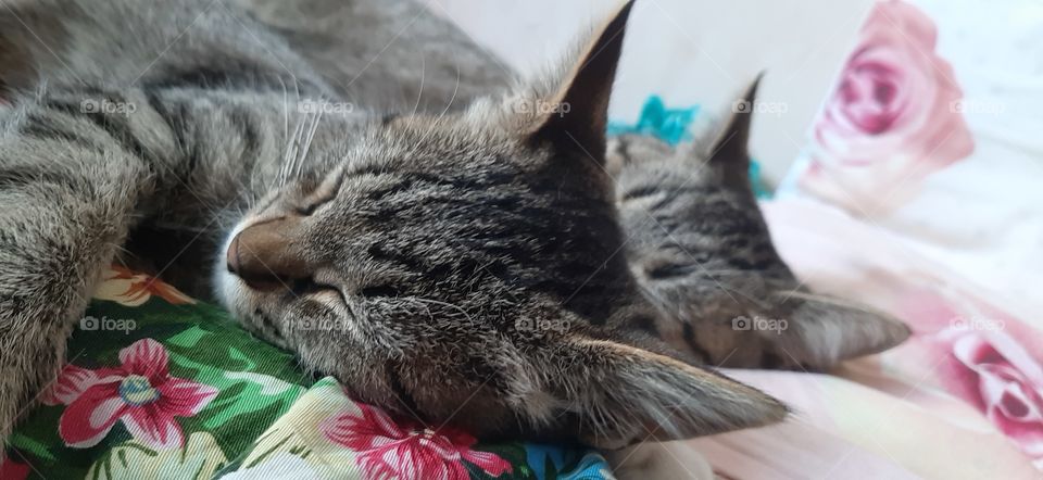 Уши   за   уши,   после   того   как  хвост   за   хвост!