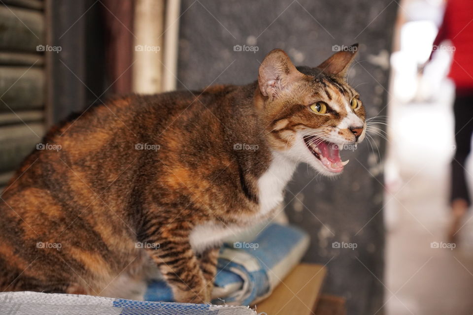 Screaming cat