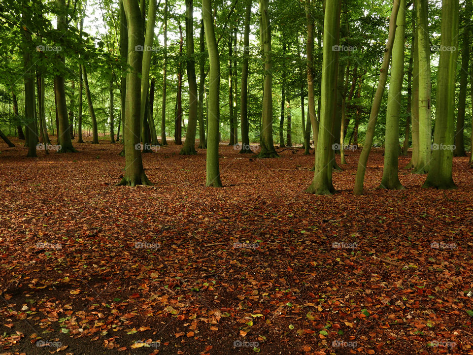 In a park in Belgium