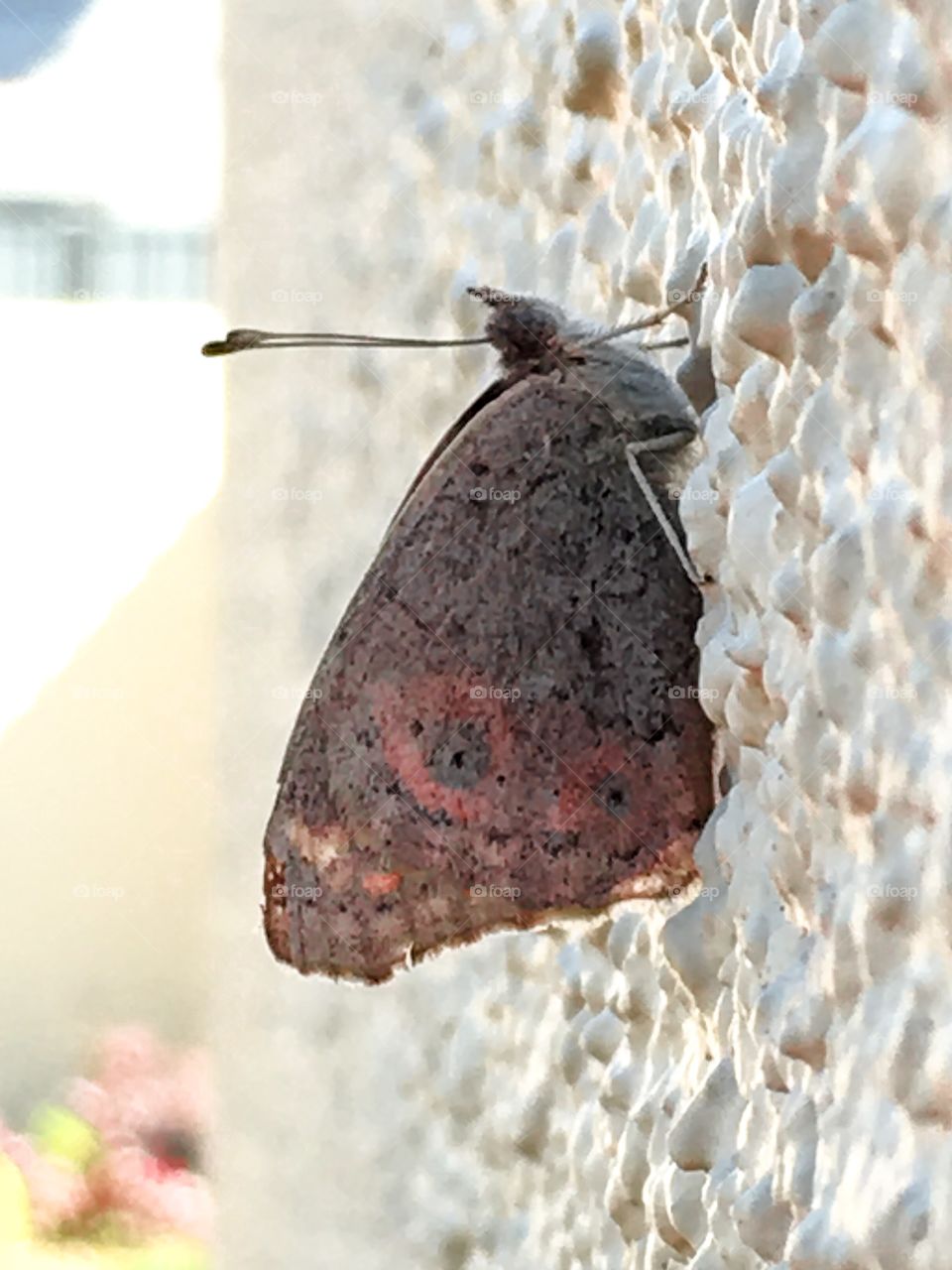 Closeup moth with orange markings on white stucco outdoor wall