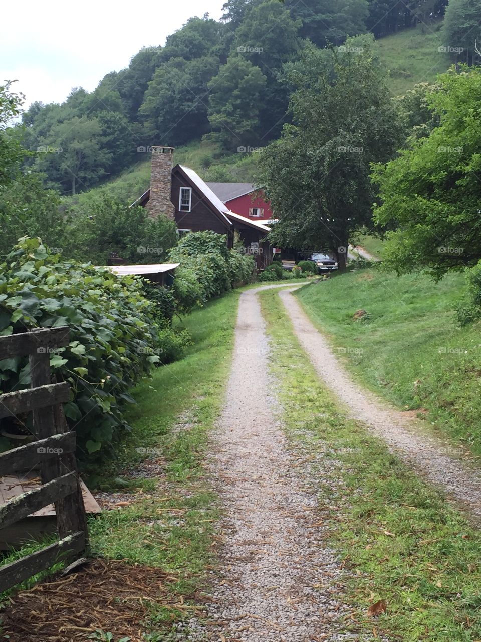 North Carolina blueberry farm