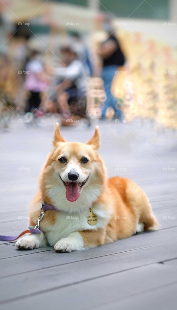 lovely smile corgis dog