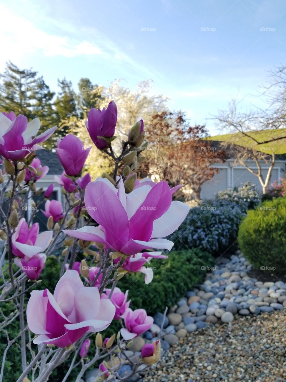 Pink Magnolia in front yard