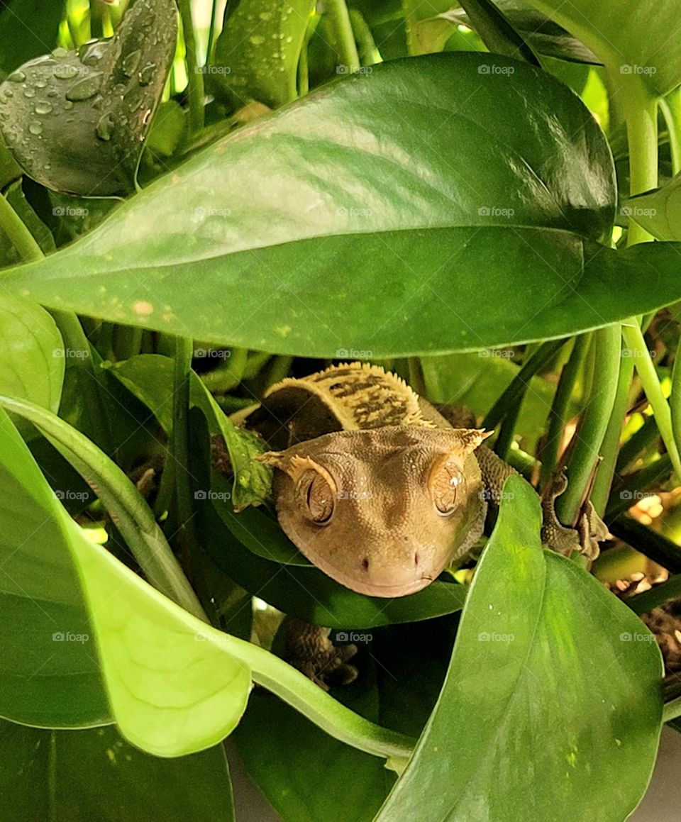 crested gecko