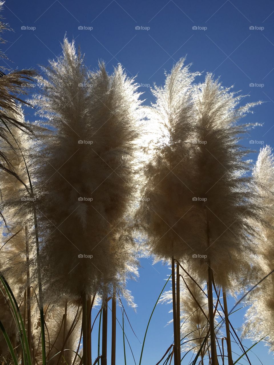 White pampas grass