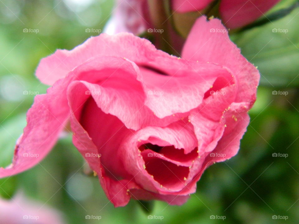 Rose of Sharon bud, Copake Falls, NY