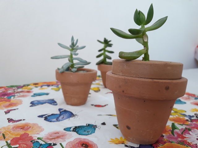 My  mini  garden