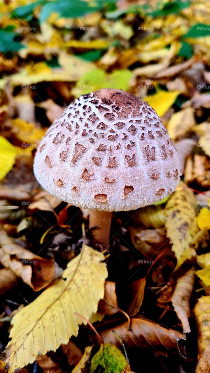 Mushroom
