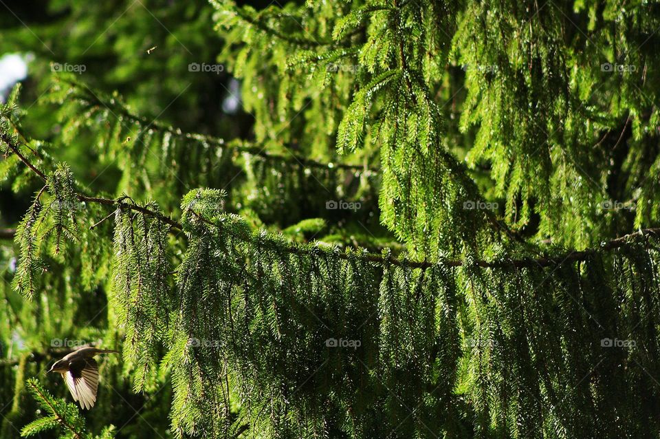 A bird on a spruce branch