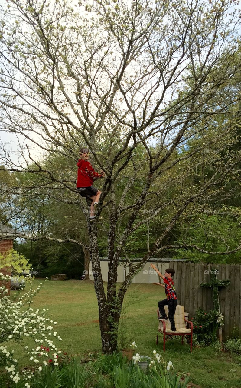 One boy in a tree and another boy trying to climb it in this spring season.