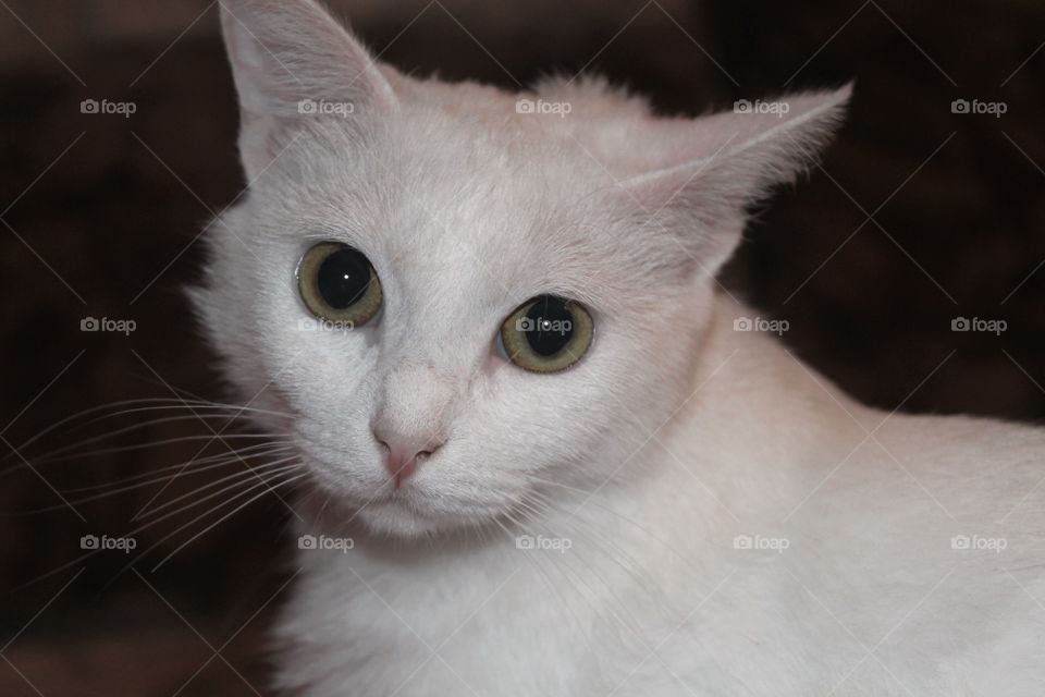 White cat 
