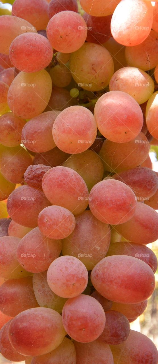 macro photo pink grapes berries