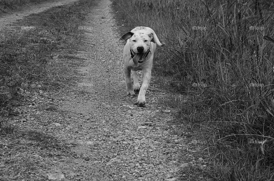 Our dog sweet pea running on a dirt country road on the farm and done in black and white