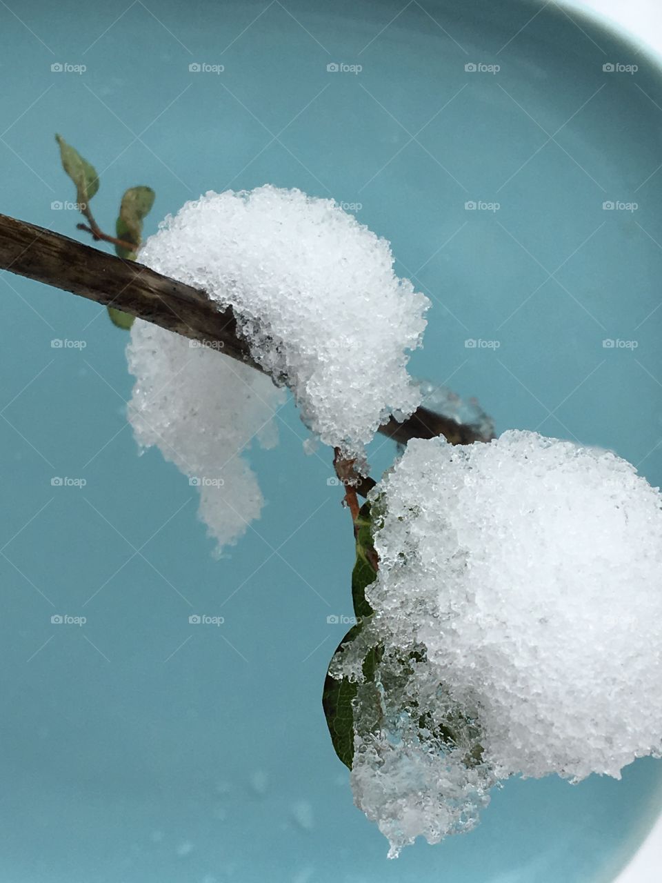 Snow on the branches 