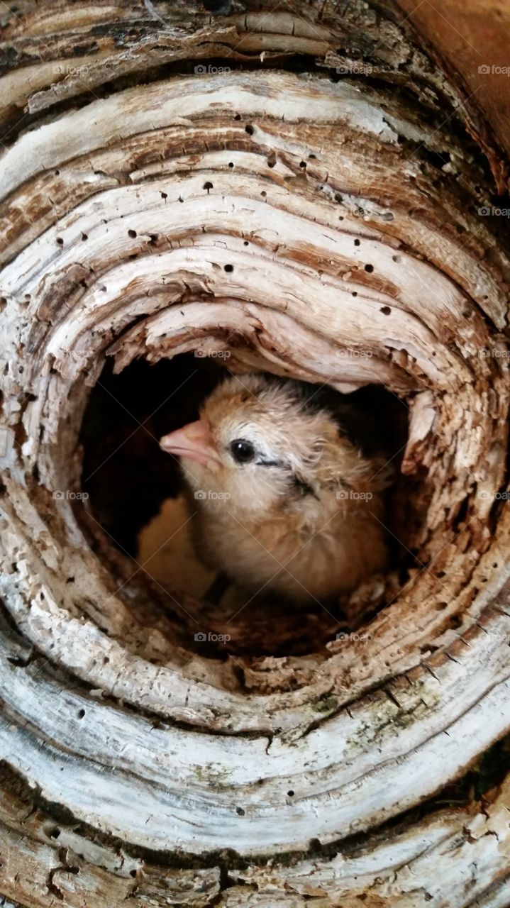 chick in a hole