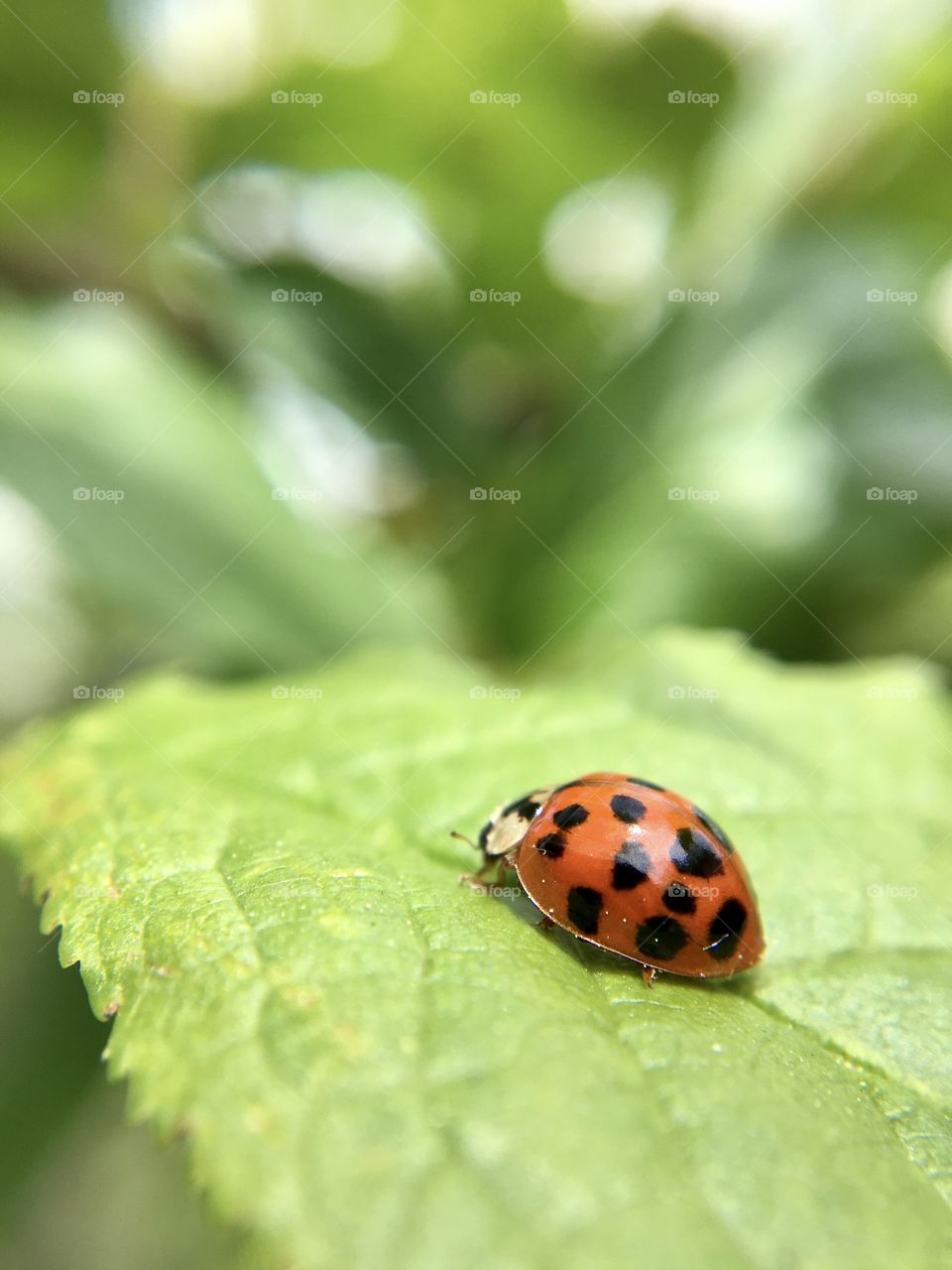 A ladybug on green leaf, macro insect 