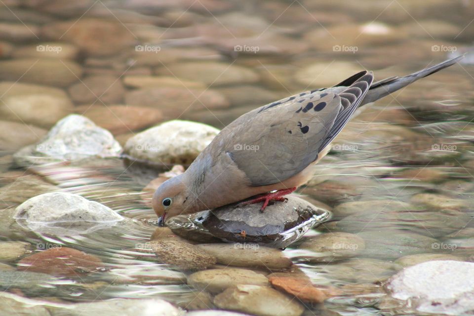 drinking in the rocky river