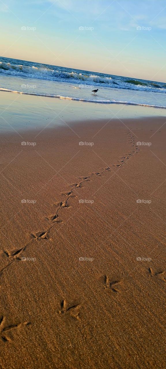 Bird Tracks