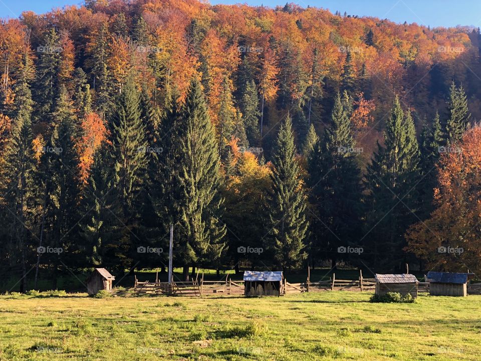 Rural landscape