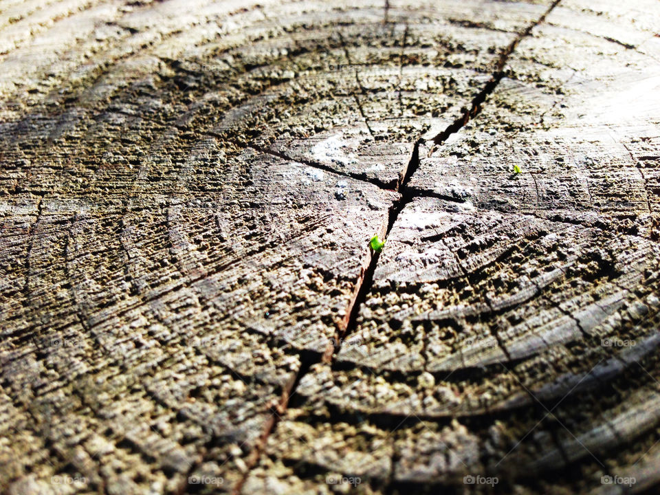 Tree Rings
