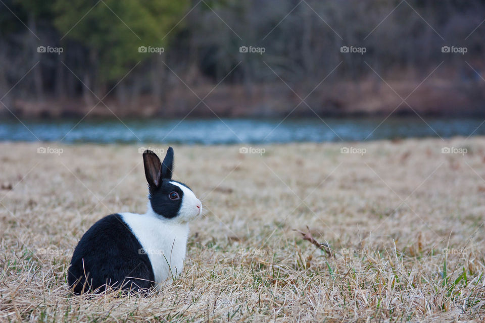 Black and white rabbit sitting on grass