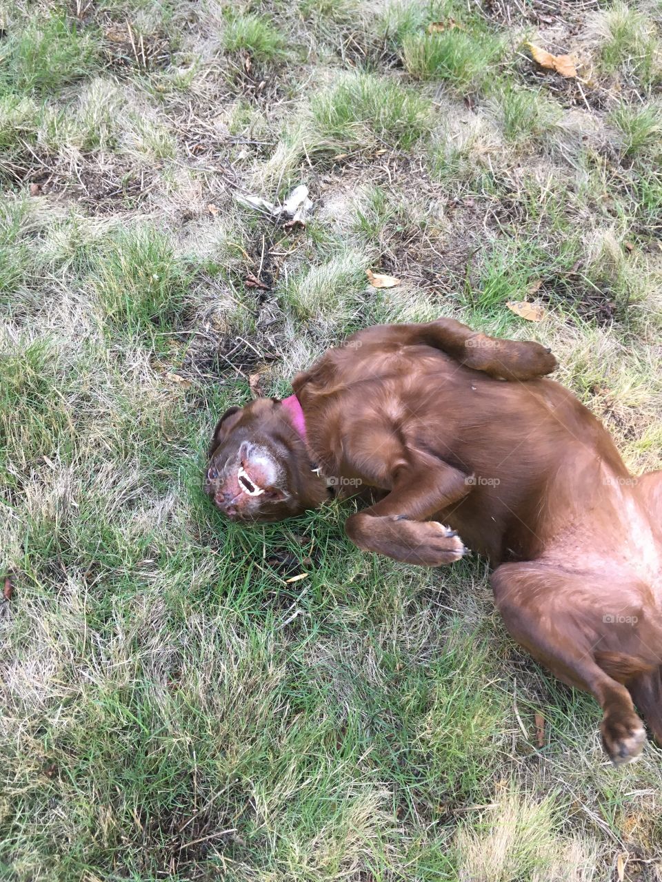 Rolling in the grass.