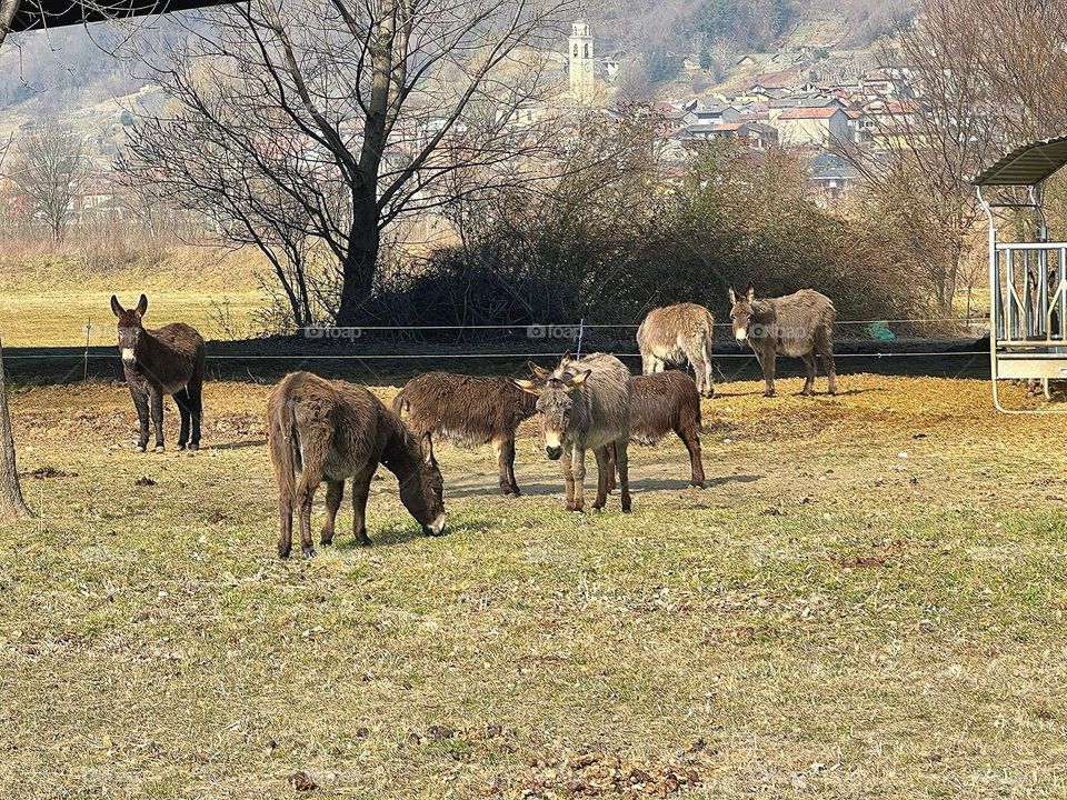 Animals.  Pets.  Donkeys graze in the meadow.  The tower of the Catholic Church is visible in the background.