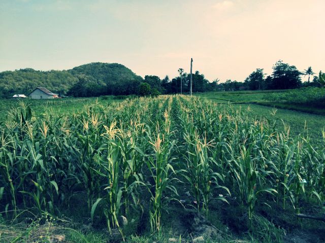 Corn plant