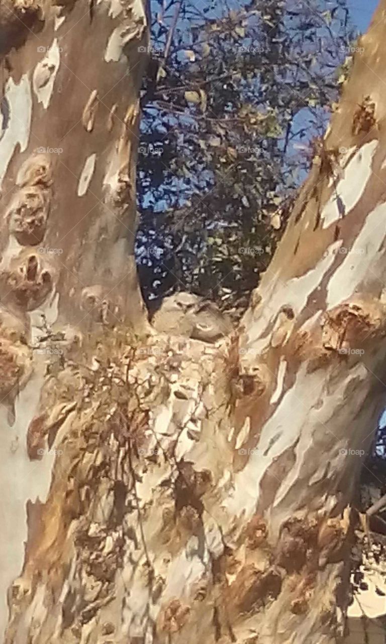 Baby owls